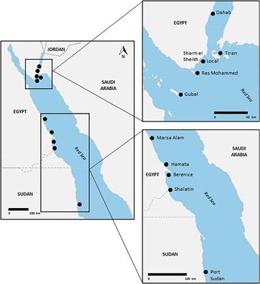 Reliability of Data Collected by Volunteers: A Nine-Year Citizen Science Study in the Red Sea